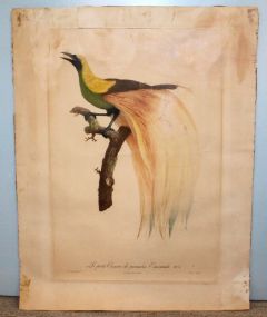 362  Lepetit Oiseav de Paradis Emeraude Lithograph No. 4; Several tears