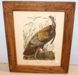 American Craft Audubon 1930's Print Great American Cock Male in Heavy Frame