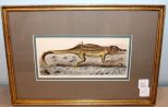 J.D. Nodder Print of Alligator