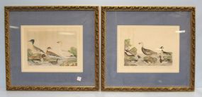 Pair Hand Colored Lithographs of Birds 25