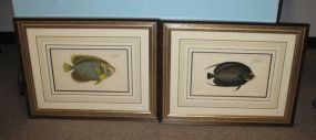 Pair of Lithographs of Fish by Ludwig Schmidt Pair of Lithographs of Fish by Ludwig Schmidt; Chatodon Paru and Chatodon Imperator; 27