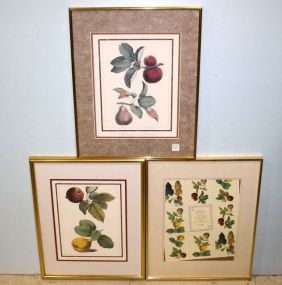 1992 Winterthur Museum Fruit Prints