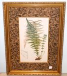 Print of Fern