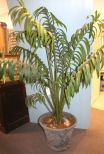 Seven Foot Palm Tree in Pot