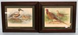 Two Bird Prints