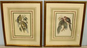 Two Parrot Prints