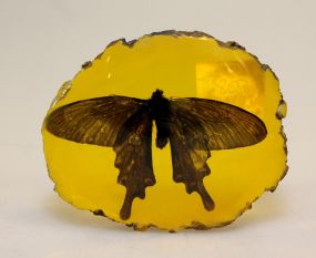 Baltic Amber Paperweight