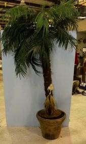 Seven Foot Palm Tree In Pot