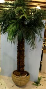 Seven Foot Palm Tree In Pot