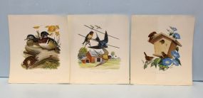Three Peterson Bird Prints
