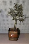 Brass Planter with Small Tree