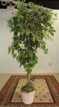 Six Foot Tree in Wicker Planter