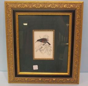Small Lithograph of South African Bird