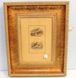 Framed Color Prints of Birds