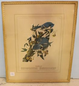 Blue Jay Print