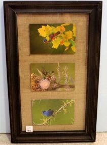 Prints of Birds