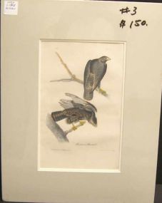 Audubon print Harlan's Buzzard
