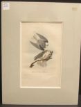 Audubon print Black-Shouldered Elanus