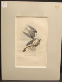 Audubon print Black-Shouldered Elanus