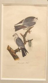 Audubon print Mississippi Kite