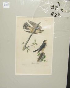 Audubon print Pigeon Fallon