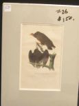 Audubon print Red-Headed Turkey Vulture