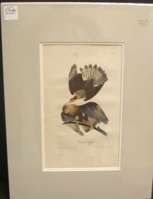 Audubon print Caracara Eagle