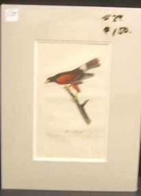 Audubon print Harris's Buzzard