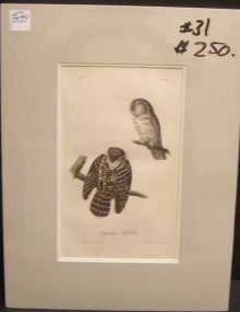 Audubon print Tengmalm's Owl