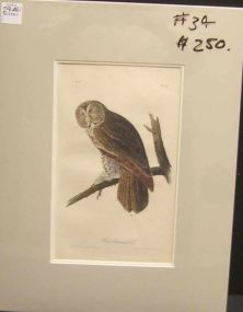 Audubon print Great Cinereous Owl