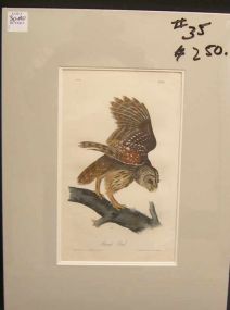 Audubon print Barred Owl