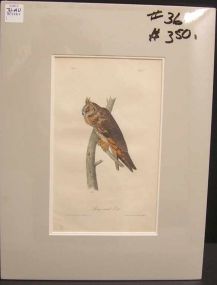 Audubon print Long-Eared Owl