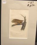 Audubon print Short-Eared Owl