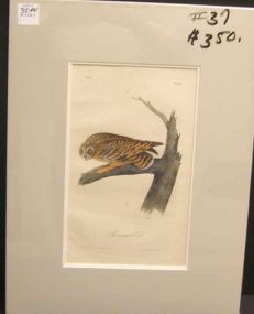 Audubon print Short-Eared Owl