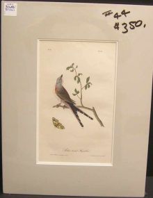 Audubon print Swallow-Tailed Flycatcher