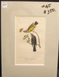 Audubon print Arkansas Flycatcher