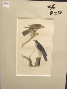 Audubon print Great Crested Flycatcher