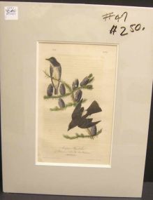 Audubon print Cooper's Flycatcher