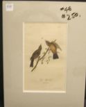 Audubon print Say's Flycatcher
