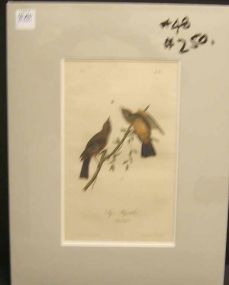 Audubon print Say's Flycatcher