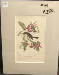 Audubon print Pipiry Flycatcher