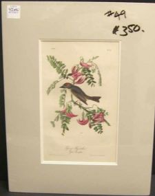 Audubon print Pipiry Flycatcher