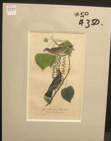 Audubon print Tyrant Flycatcher or King Bird