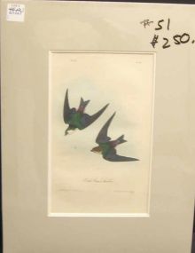 Audubon print Violet Green Swallow