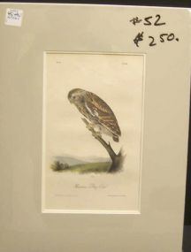 Audubon print Passering Day Owl