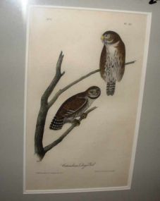 Audubon print Columbian Day Owl