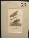 Audubon print Burrowing Day Owl
