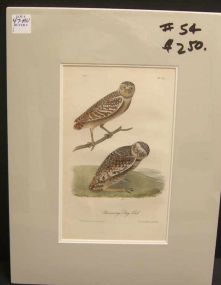 Audubon print Burrowing Day Owl