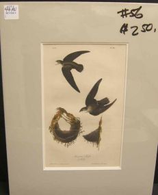 Audubon print American Swift