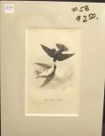 Audubon print White-Bellied Swallow